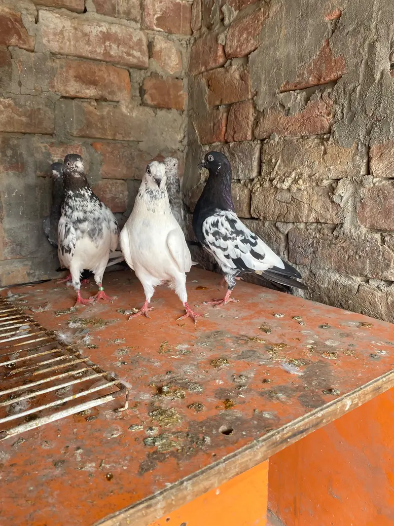Rampuri sialkoti Kabutar — photo 4