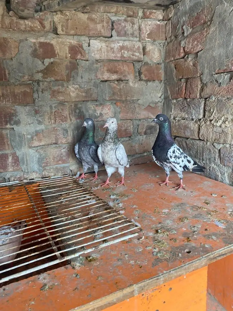 Rampuri sialkoti Kabutar — photo 5