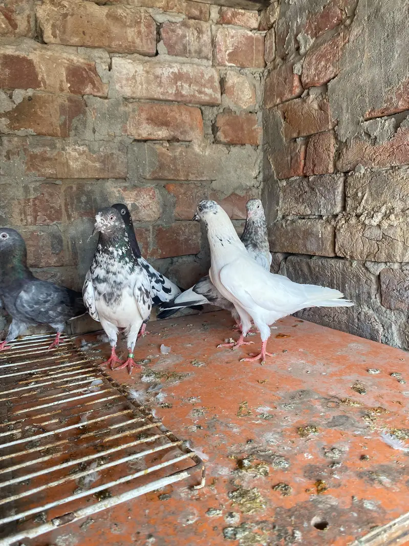 Rampuri sialkoti Kabutar — photo 6
