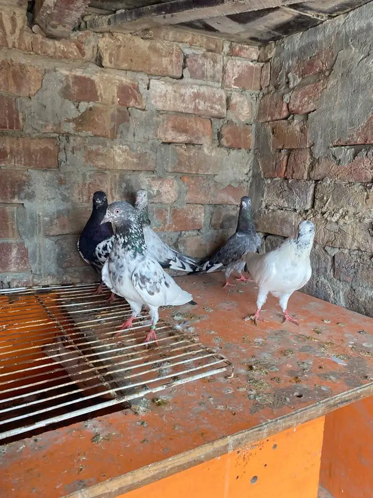 Rampuri sialkoti Kabutar — photo 7