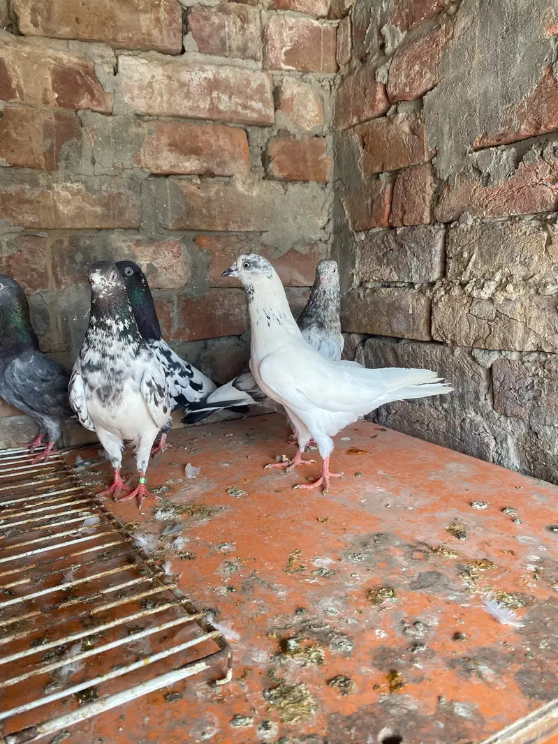 Rampuri sialkoti Kabutar — photo 8