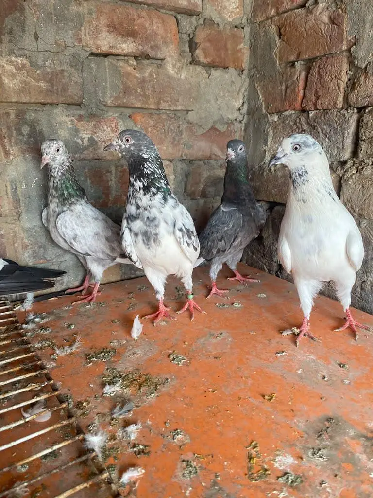 Rampuri sialkoti Kabutar — photo 9