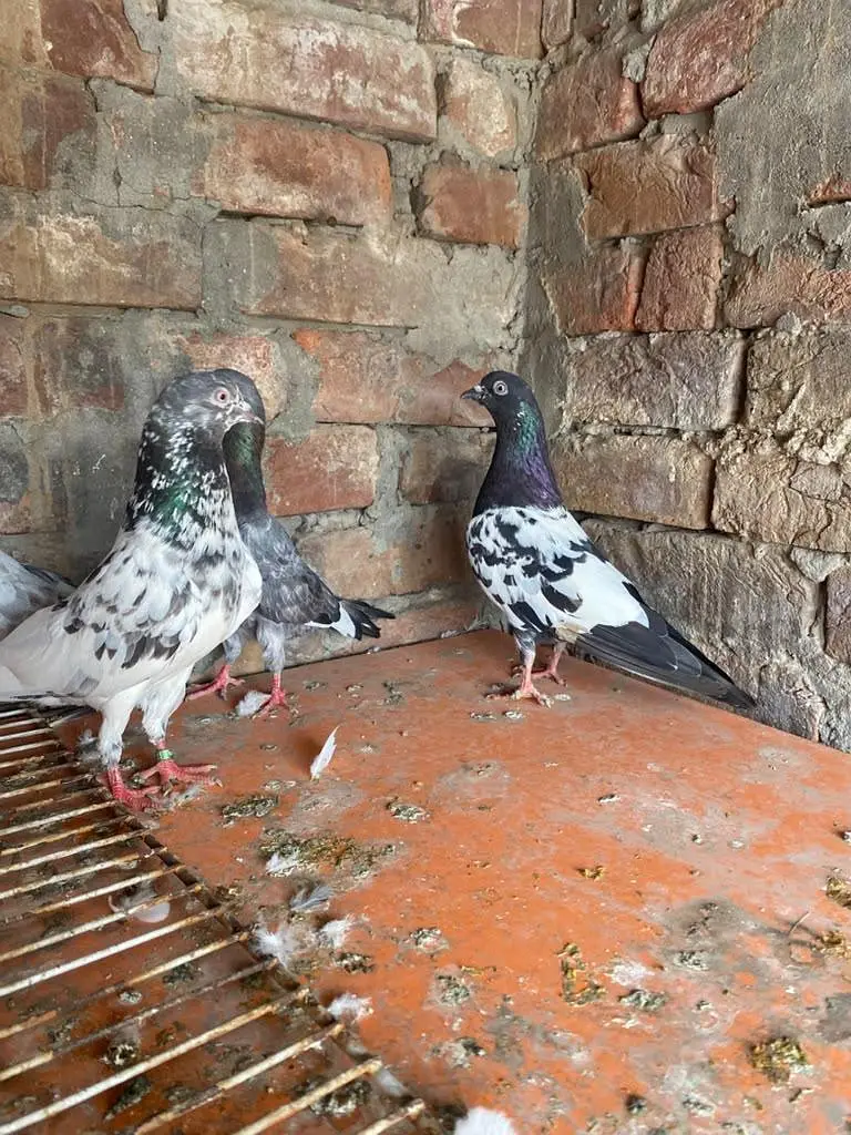 Rampuri sialkoti Kabutar — photo 10