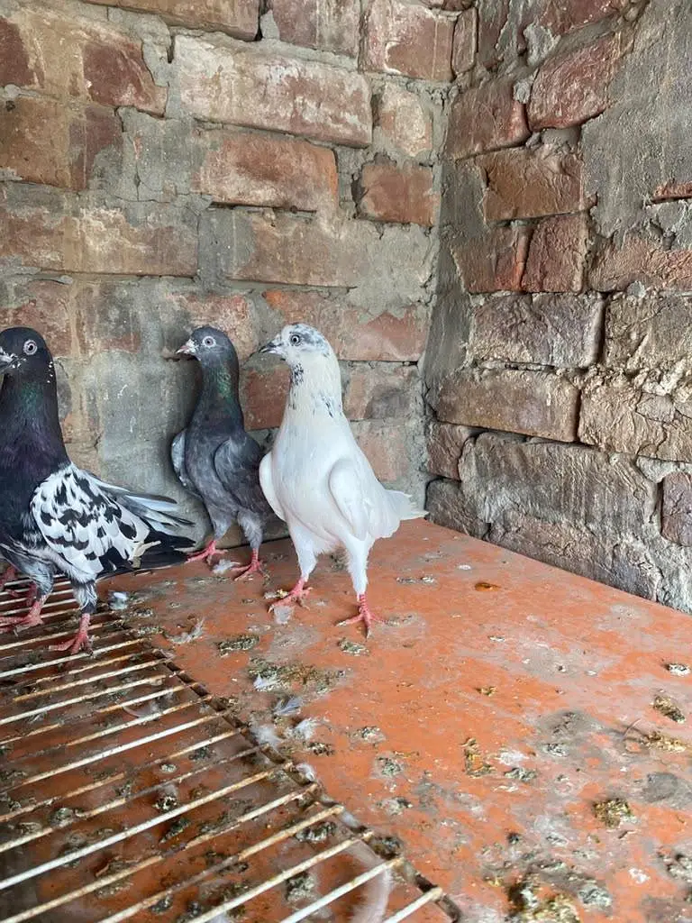 Rampuri sialkoti Kabutar — photo 11