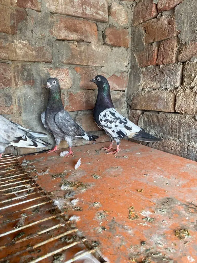 Rampuri sialkoti Kabutar — photo 12