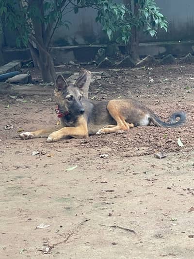 Alsatian bagyari full security female puppy available