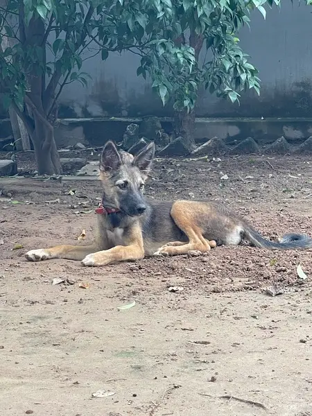 Alsatian bagyari full security female puppy available — photo 2