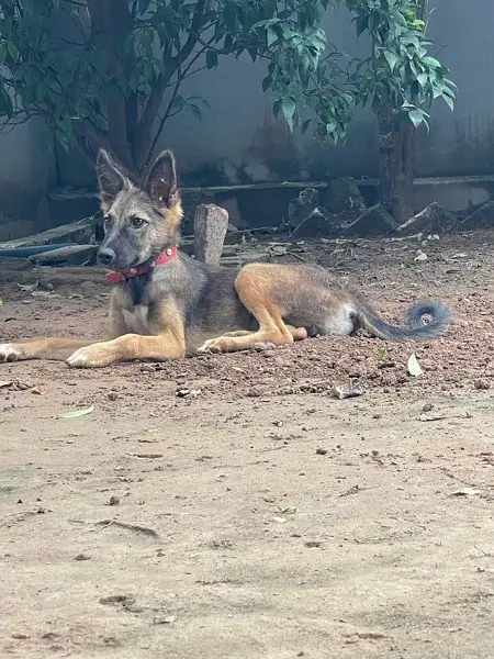 Alsatian bagyari full security female puppy available — photo 3