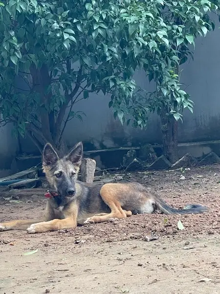 Alsatian bagyari full security female puppy available — photo 4