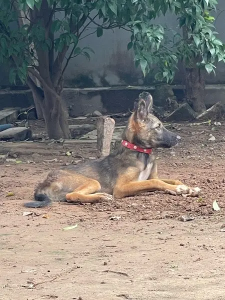 Alsatian bagyari full security female puppy available — photo 5