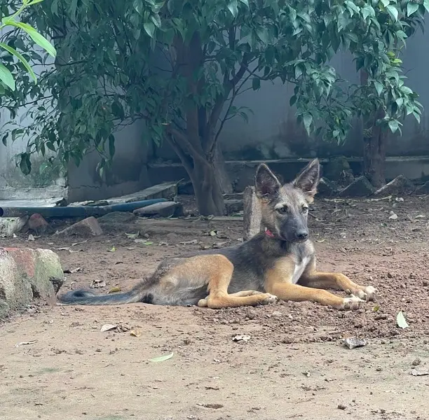 Alsatian bagyari full security female puppy available — photo 6