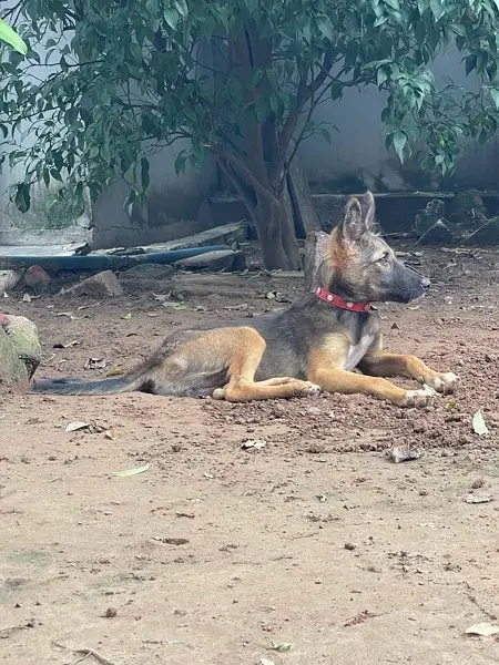 Alsatian bagyari full security female puppy available — photo 7