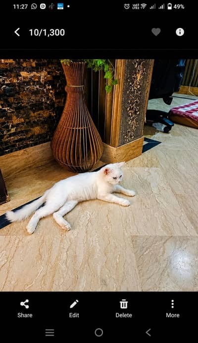 cats for sale