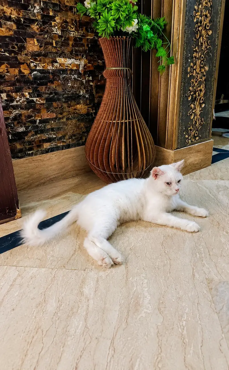 cats for sale — photo 2
