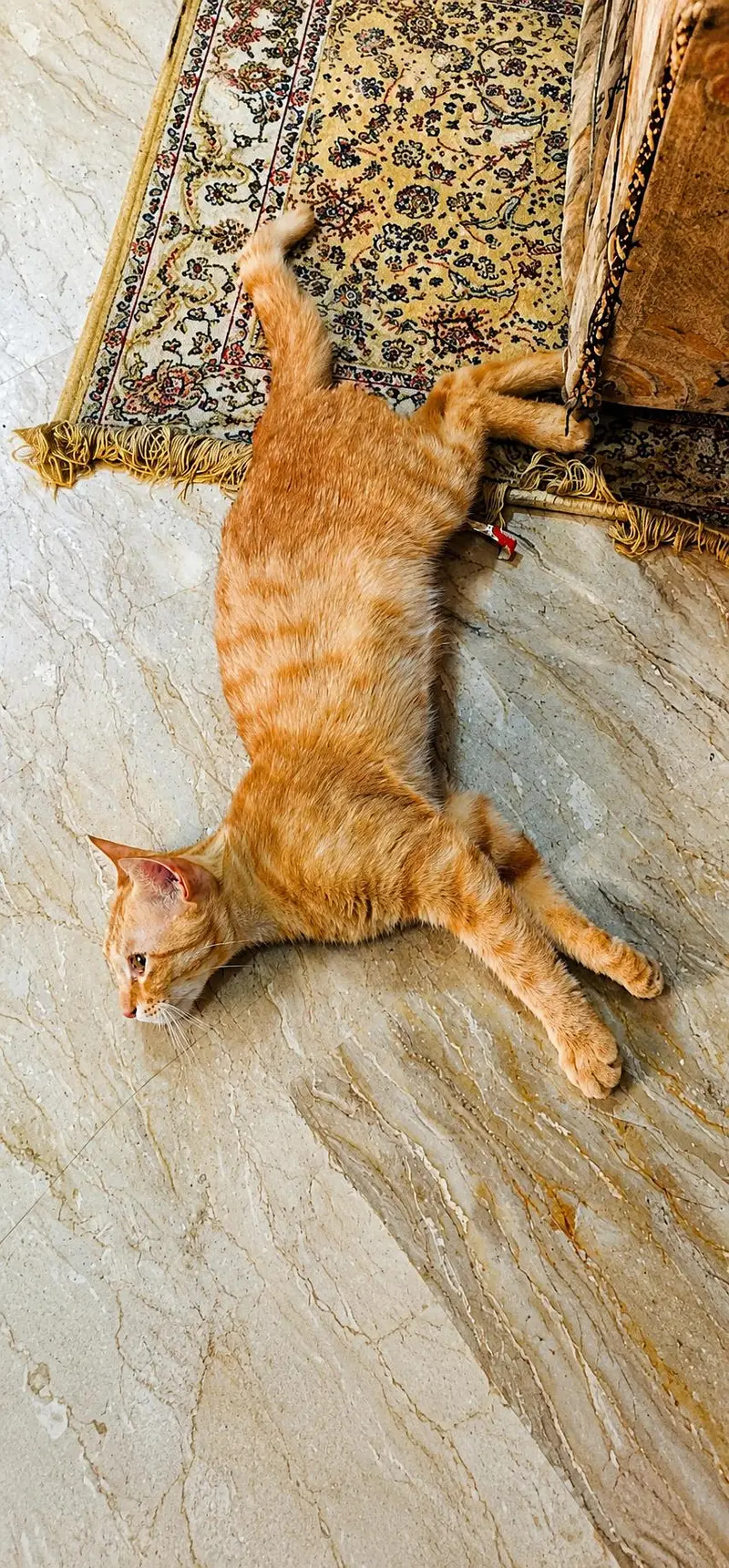 cats for sale — photo 3