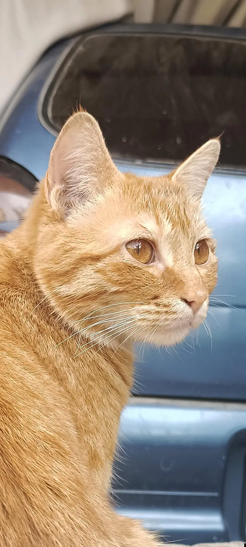 cats for sale — photo 4