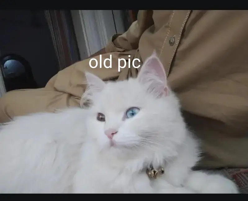 cats for sale — photo 5