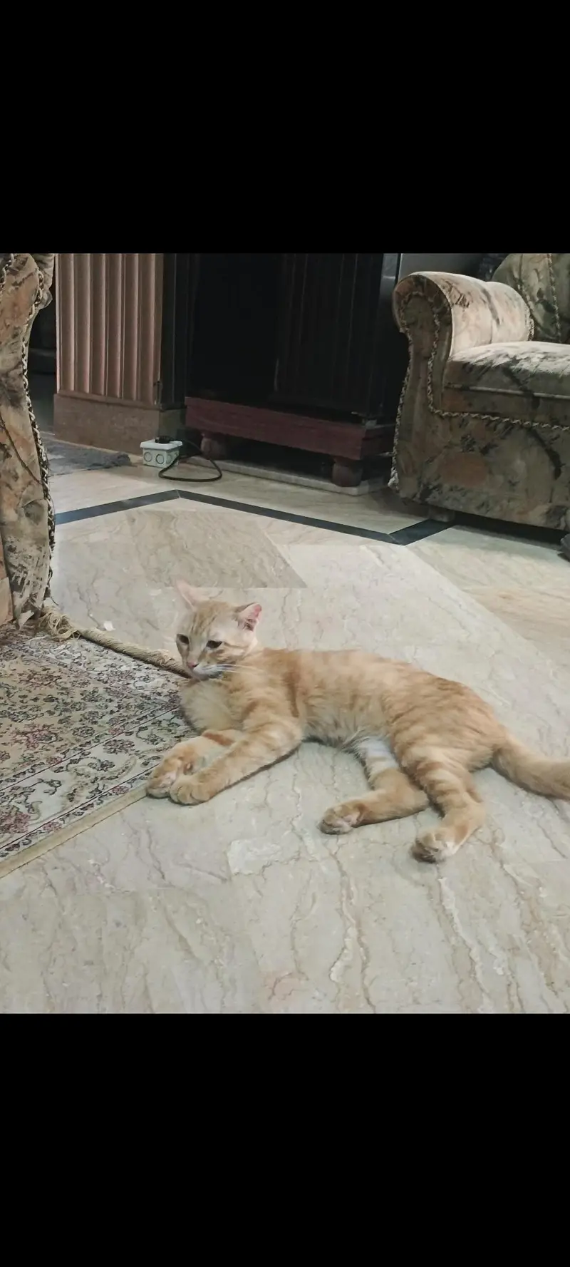 cats for sale — photo 6