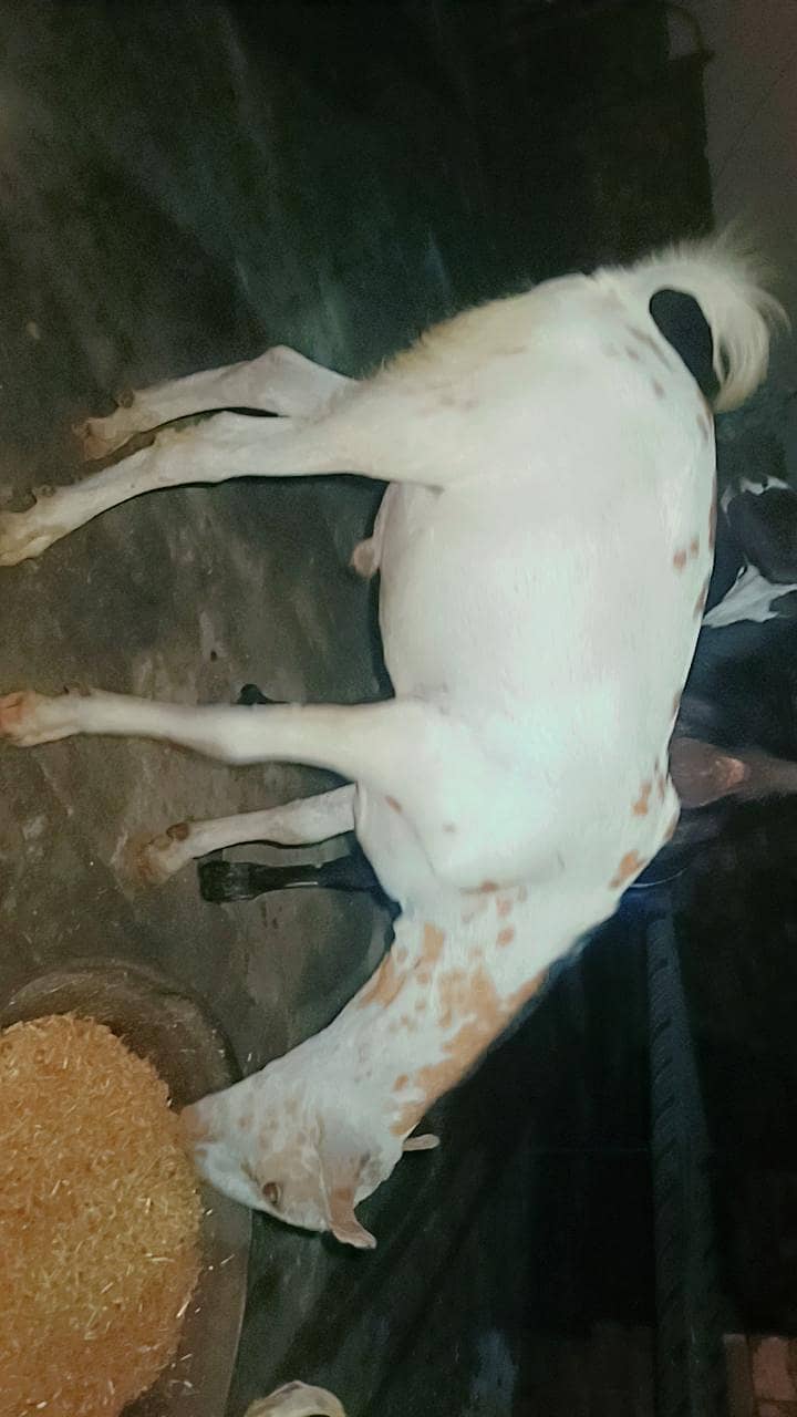 Bakra teddy 0