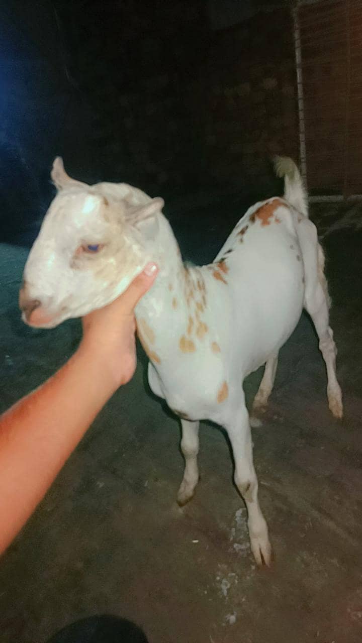 Bakra teddy 1