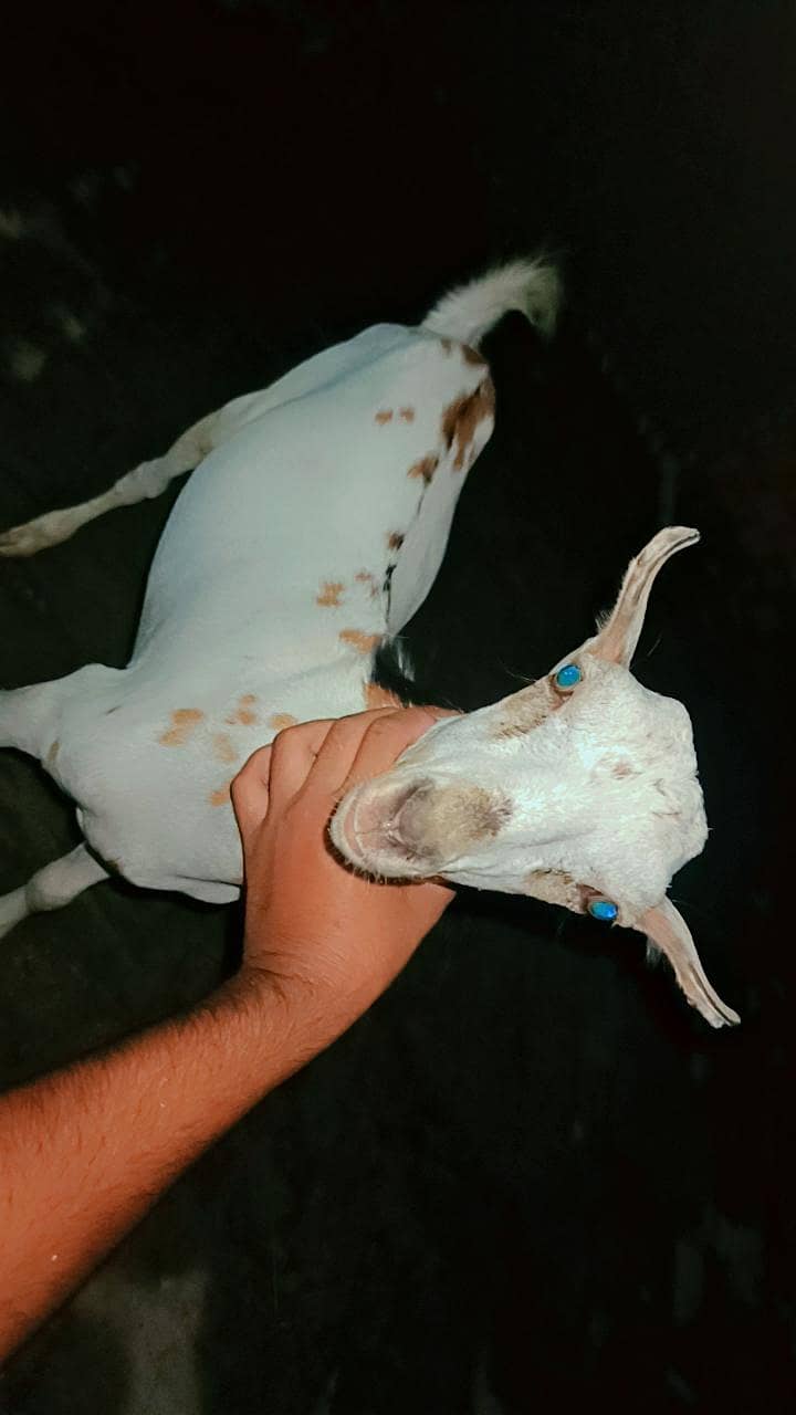 Bakra teddy 2
