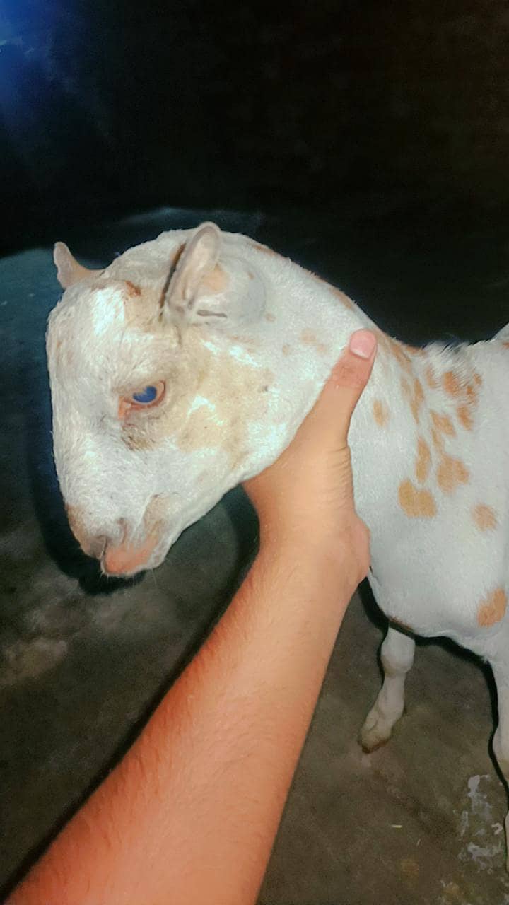 Bakra teddy 3