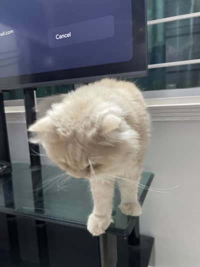 Pure Breed Persian Cat For Sale – Active, Healthy, & Well-Groomed