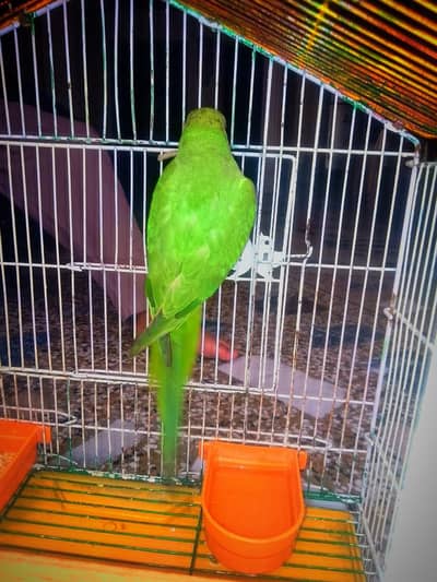 Ring Nick Parrot For Sale