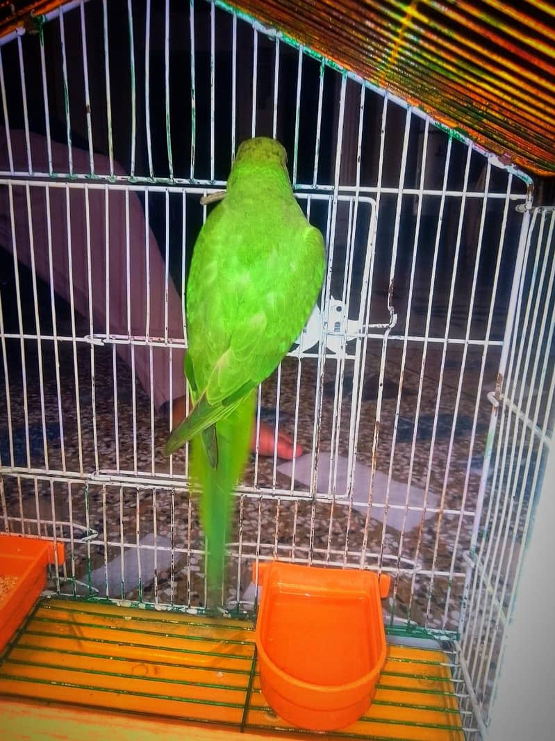 Ring Nick Parrot For Sale 0
