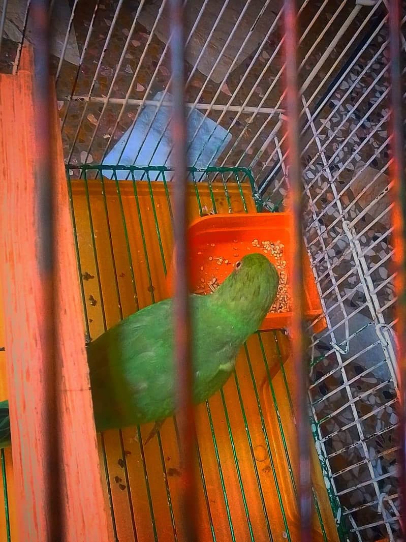 Ring Nick Parrot For Sale 4