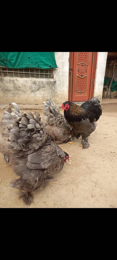 BRAHMA