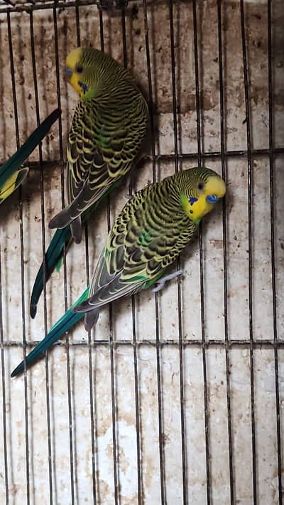 bugree breader pair