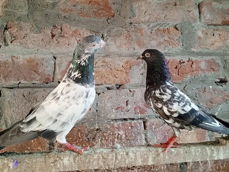 teddy golden kmagr dbaz or piplan Wala pair — photo 2