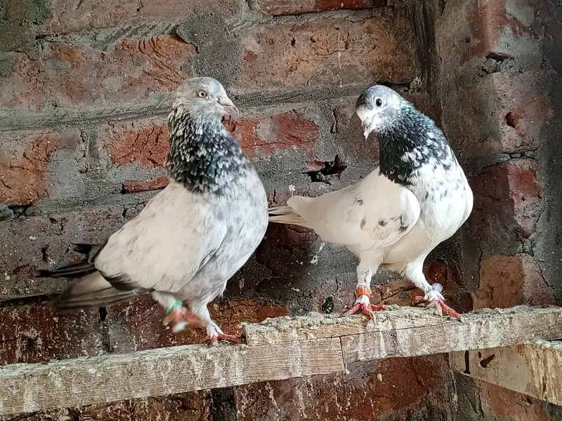 teddy golden kmagr dbaz or piplan Wala pair — photo 3