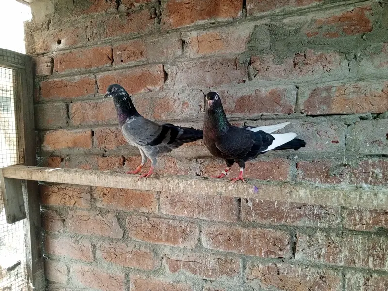 teddy golden kmagr dbaz or piplan Wala pair — photo 4