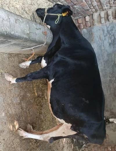 HF first timer cow  | 4 dant | gaban  گاۓ  |  Heifer Hf cow for sale