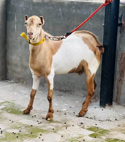 Teda Fresh 2 dant khasi Male for sale Qurbani 2027