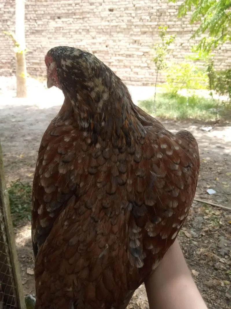 Aseel Murgi — photo 2