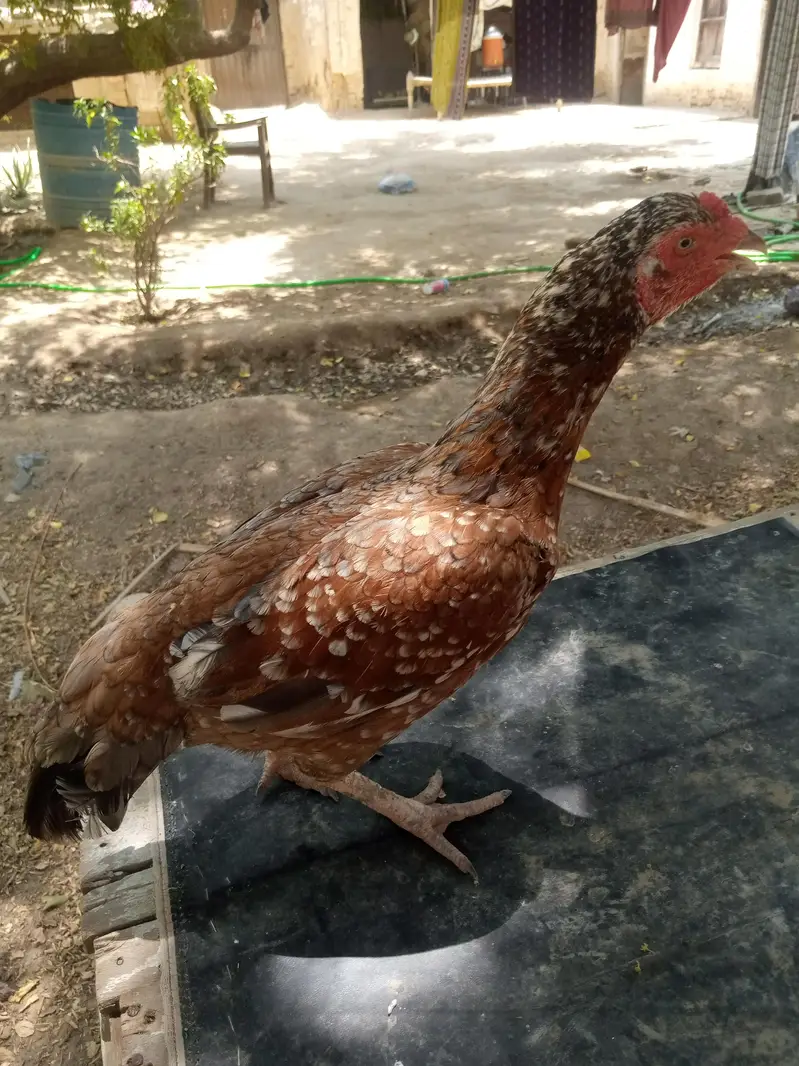 Aseel Murgi — photo 4
