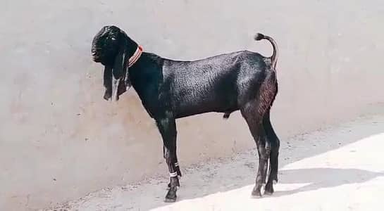 Desi Bakra Urgent For Sale ___ 03472094636