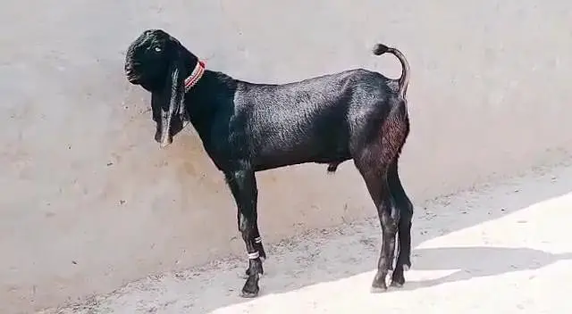 Desi Bakra Urgent For Sale ___ 03472094636 — photo 2