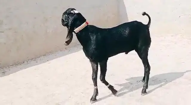 Desi Bakra Urgent For Sale ___ 03472094636 — photo 3
