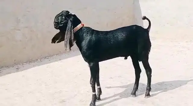 Desi Bakra Urgent For Sale ___ 03472094636 — photo 4