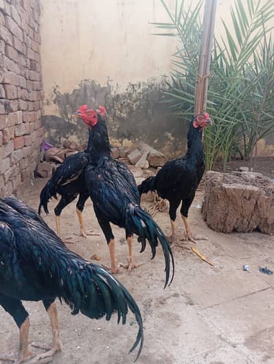 Aseel lasani home breed