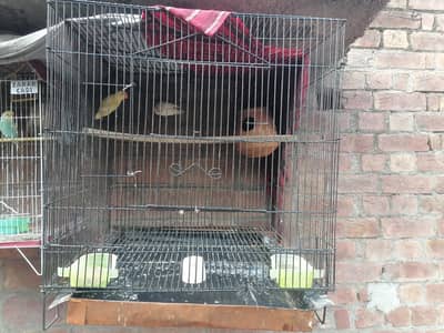 love bird fresh pair