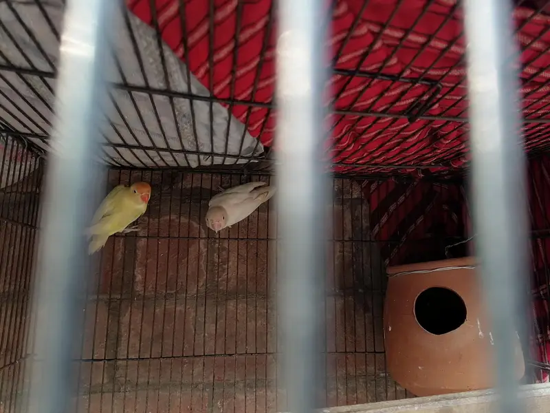 love bird fresh pair — photo 2