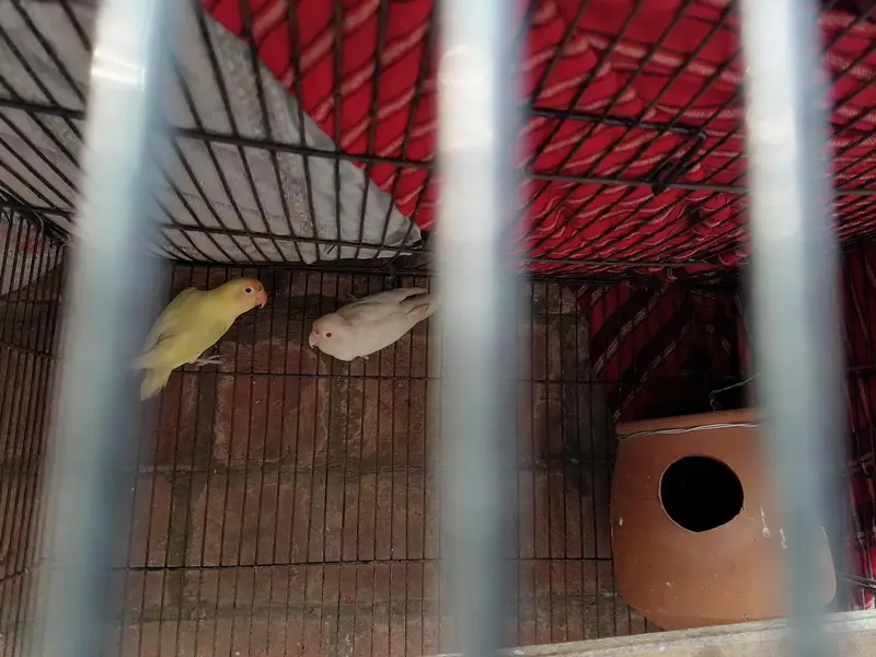 love bird fresh pair — photo 3