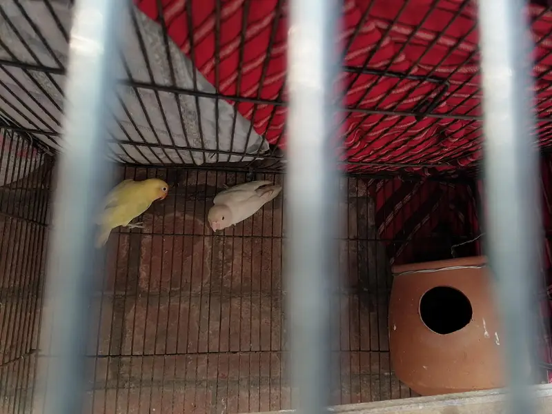 love bird fresh pair — photo 4