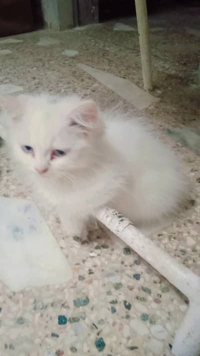home breed triple coat kittens for sale