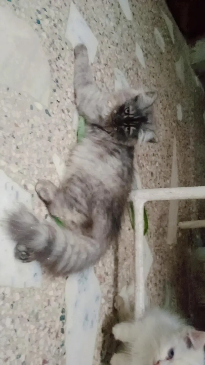 home breed triple coat kittens for sale — photo 2